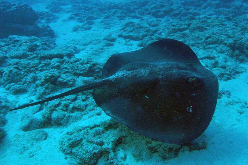 Die Rochen / Los Chuchos