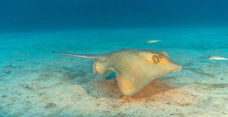 Die Schnarcher des Palm-Mar