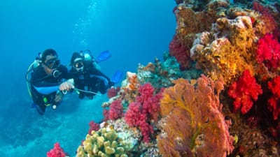 Plongée sous-marine à Ténérife - Réservez avec TripTenerife.com