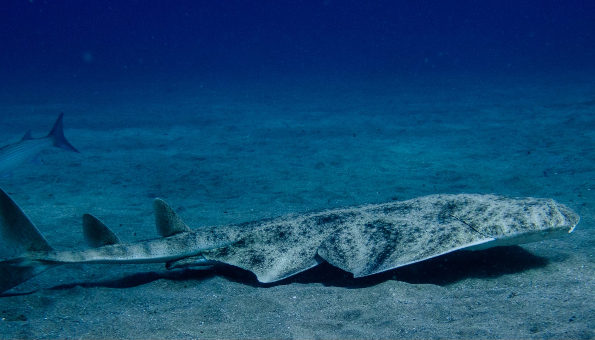 Want to see an angel shark in Tenerife?