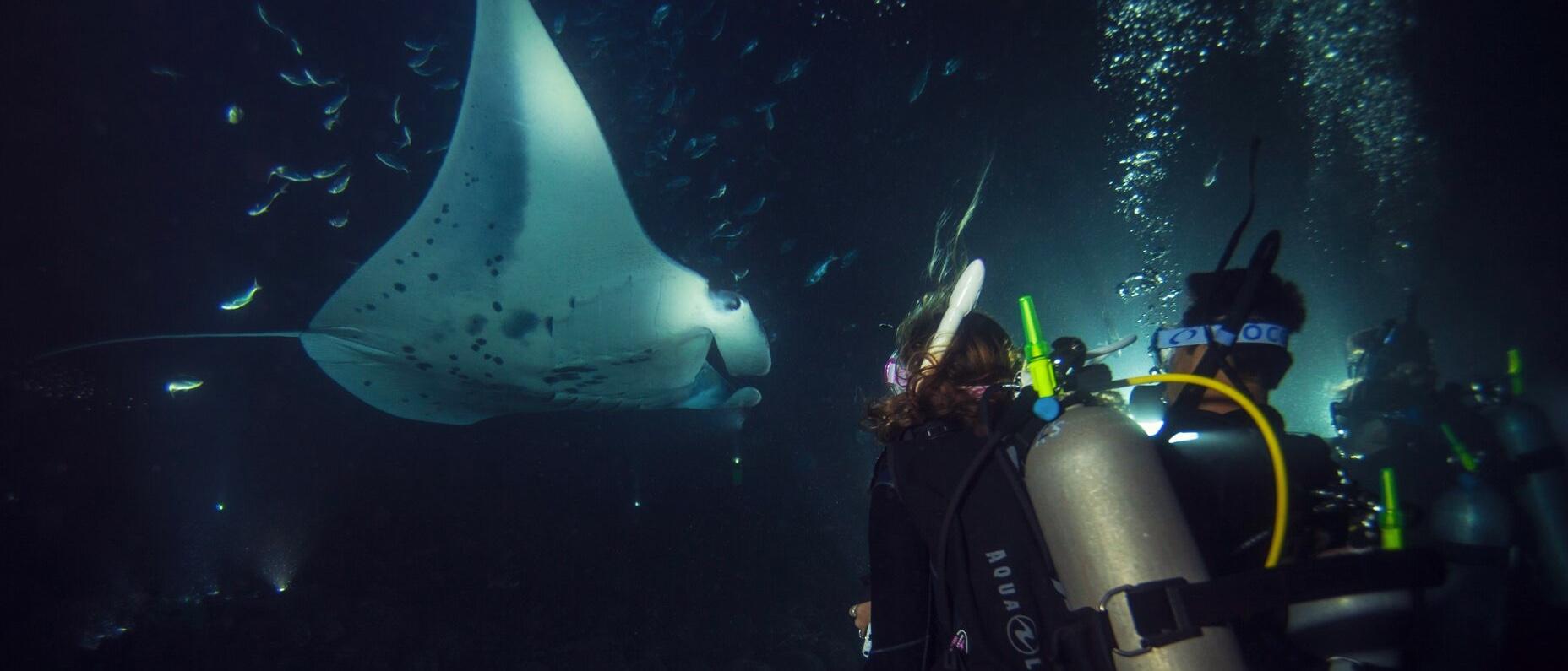 Overview of the PADI Night Diver Program