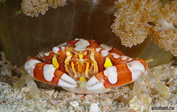 Arlequin crab