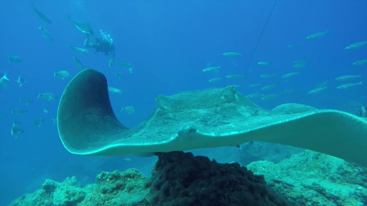 Vous voulez voir un requin ange à Tenerife ?