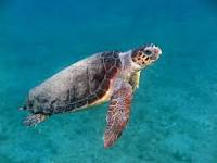 Turtles in the Canary Islands