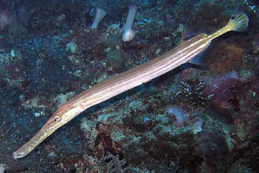 Trumpet fish